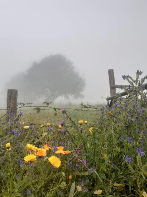 à L'ombre Du Figuier Mezeray