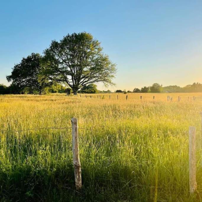 à L'ombre Du Figuier *